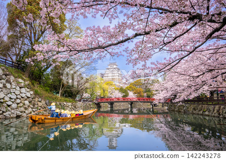 盛開的櫻花和姬路城堡 盛開的櫻花和姬路城堡 142243278