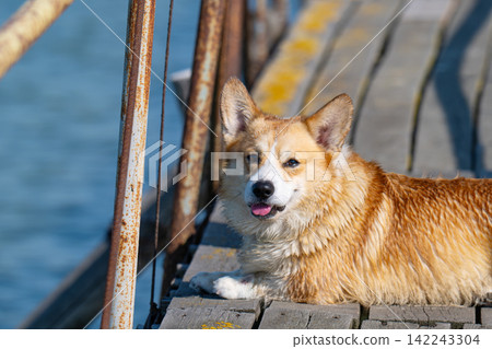 A portrait of a cheerful corgi on holiday A portrait of a cheerful corgi on holiday 142243304