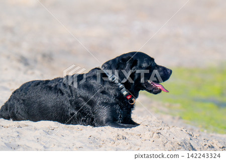 black Labrador on the beach in summer. black Labrador on the beach in summer. 142243324