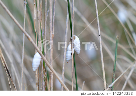 photo of a shell on a blade of grass photo of a shell on a blade of grass 142243338