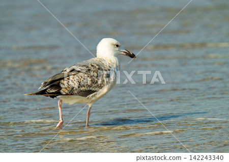 photo of a seagull on the seashore photo of a seagull on the seashore 142243340