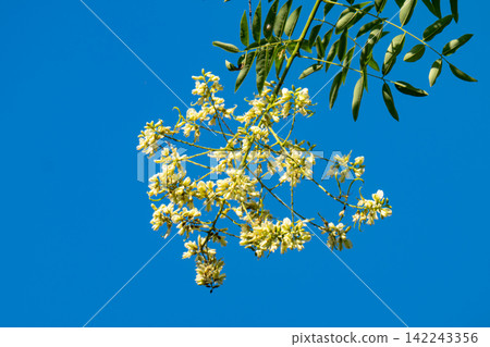 blooming Japanese pagoda tree blooming Japanese pagoda tree 142243356