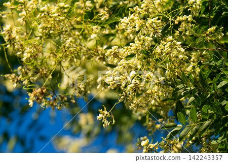 blooming Japanese pagoda tree blooming Japanese pagoda tree 142243357