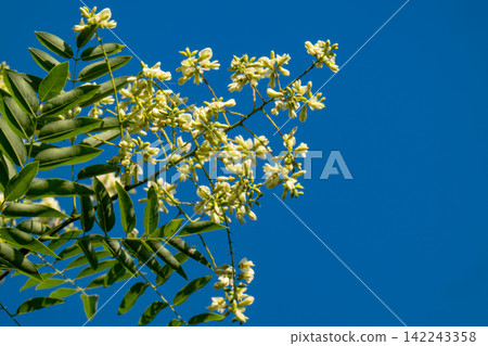 blooming Japanese pagoda tree blooming Japanese pagoda tree 142243358