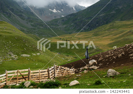 Mountain valley with wooden fence and distant horses in pasture 142243441