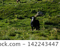 Black and white cow grazing on grassy hillside pasture 142243447