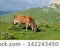 Brown cow grazing on a green mountain pasture 142243450