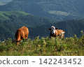 Two cows grazing in grassy mountain landscape 142243452