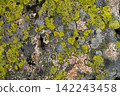 Close-up of multicolored lichen and moss on rock surface 142243458