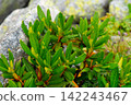 Low growing green shrubs among grey granite rocks 142243467