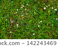 Green grass meadow with small white flowers top view 142243469