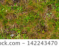 Close-up of green and dry grass texture background 142243470