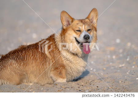 A portrait of a cheerful corgi on holiday A portrait of a cheerful corgi on holiday 142243476