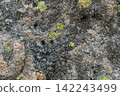 Natural stone texture with colorful lichen patterns 142243499