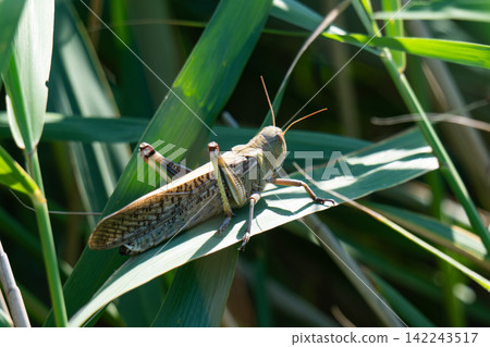 photo of a locust sitting on a reed leaf 142243517
