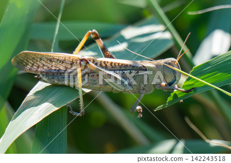 photo of a locust sitting on a reed leaf 142243518