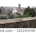 Seagulls at the Colosseum in Rome 142243548