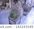 A row of spiky hedges in Palermo 142243549