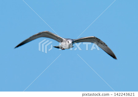 photo of a seagull photo of a seagull 142243621