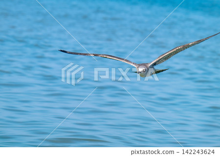 photo of a seagull  142243624