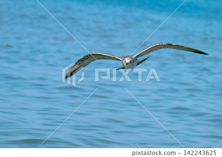 photo of a seagull photo of a seagull 142243625