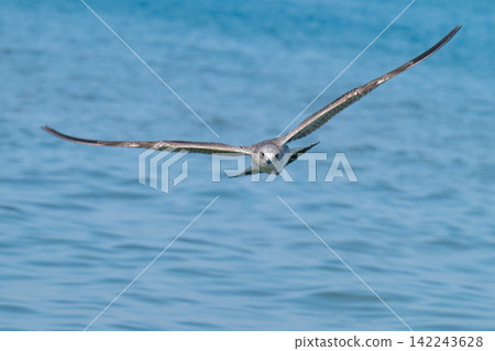 photo of a seagull  142243628