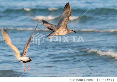 photo of a seagull photo of a seagull 142243644
