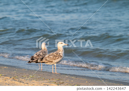 photo of a seagull photo of a seagull 142243647