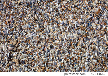 Background of Many Seashells on the Beach Background of Many Seashells on the Beach 142243662