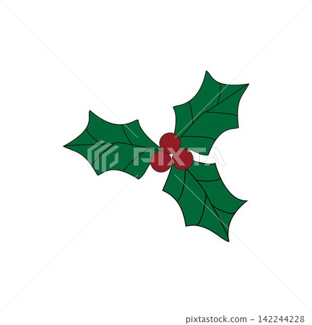 Illustration of Christmas holly branch Illustration of Christmas holly branch 142244228