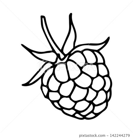 raspberries . Vector illustration raspberries . Vector illustration 142244279