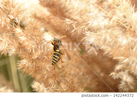 A black and yellow striped wasp sits on the grass. A black and yellow striped wasp sits on the grass. 142244372
