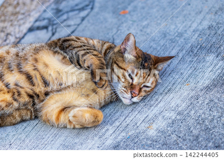 A tabby street cat resting next to the Dihua Street market A tabby street cat resting next to the Dihua Street market 142244405