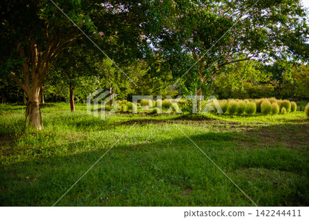 A lush green park square and kochia field where sunlight filters through the trees. A lush green park square and kochia field where sunlight filters through the trees. 142244411