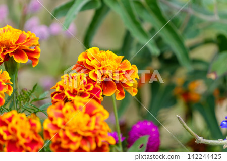 鮮豔的橙黃色萬壽菊 鮮豔的橙黃色萬壽菊 142244425