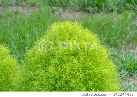 Kochia plants growing in a round shape, vibrant green. Kochia plants growing in a round shape, vibrant green. 142244432