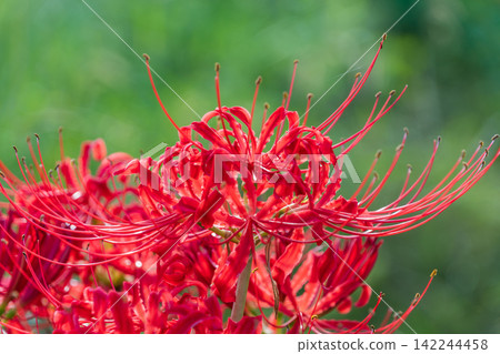 A single, vibrant spider lily blooms delicately, bathed in sunlight. 142244458