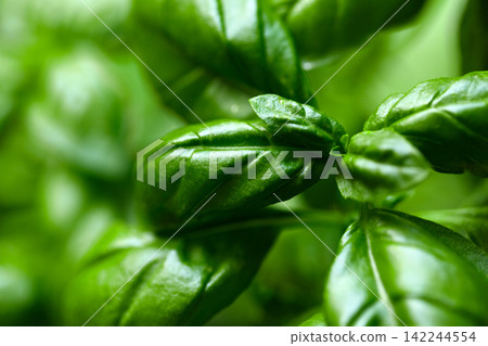 Basil plant green leaves close-up Basil plant green leaves close-up 142244554