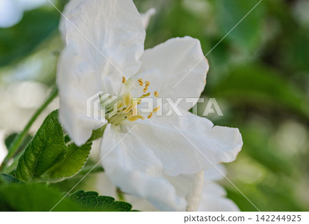 Close-up of a white apple blossom on a spring day Close-up of a white apple blossom on a spring day 142244925