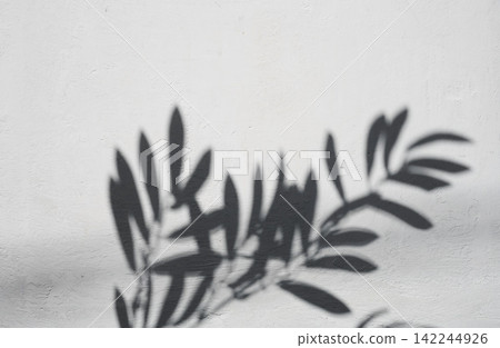 Shadow of a branch with leaves on a light textured wall Shadow of a branch with leaves on a light textured wall 142244926