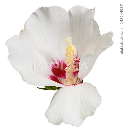 White hibiscus flower, isolated background. White hibiscus flower, isolated background. 142244927