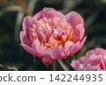 A large, lush peony bud in a delicate coral hue. 142244935