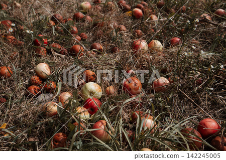 Fallen apples scattered across dry grass in an autumn field, creating a rustic seasonal harvest scene. Natural fruits, agriculture, food waste and countryside textures in warm earthy tones for autumn. Fallen apples scattered across dry grass in an autumn field, creating a rustic seasonal harvest scene. Natural fruits, agriculture, food waste and countryside textures in warm earthy tones for autumn. 142245005