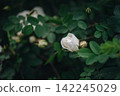 A tea rose bud in the shade 142245029