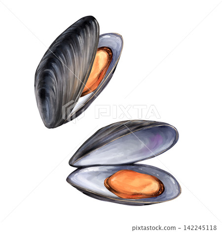 Fresh hand-drawn open mussels seafood illustration Fresh hand-drawn open mussels seafood illustration 142245118