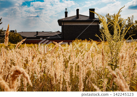 Golden autumn meadow filled with tall pampas grass and wild plants in front of suburban houses under a dramatic blue sky. Warm seasonal landscape, nature, architecture and suburban lifestyle concepts. Golden autumn meadow filled with tall pampas grass and wild plants in front of suburban houses under a dramatic blue sky. Warm seasonal landscape, nature, architecture and suburban lifestyle concepts. 142245123