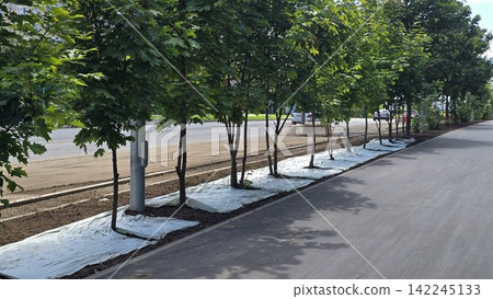A row of young maple trees planted along a city sidewalk with protective white material on the dark soil. A row of young maple trees planted along a city sidewalk with protective white material on the dark soil. 142245133