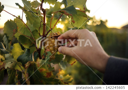 Hand harvesting ripe white grapes from a vine in a vineyard during sunset, surrounded by green leaves and a blurred landscape in the background Hand harvesting ripe white grapes from a vine in a vineyard during sunset, surrounded by green leaves and a blurred landscape in the background 142245605
