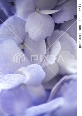 Close-up of delicate purple hydrangea petals showcasing intricate textures and soft hues, creating a visually appealing floral composition in natural light 142245614