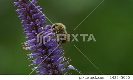 A bumblebee sucking nectar from a burdock plant A bumblebee sucking nectar from a burdock plant 142245690